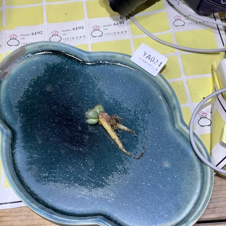 粗砂花盆冬**五YA024已配已配