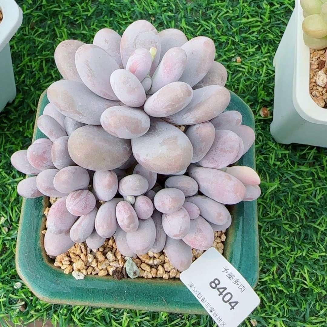 奶酪，8404多肉植物