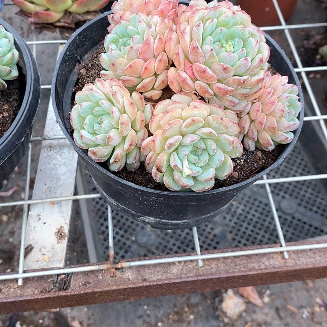 白胖子1颗多肉植物