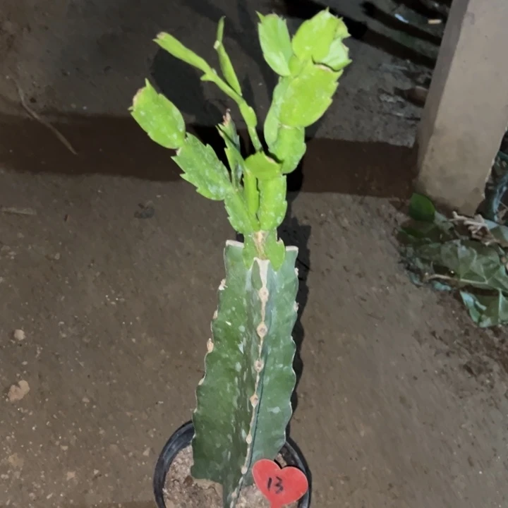 爱***者当前无花栽培后可以开花雅丝13