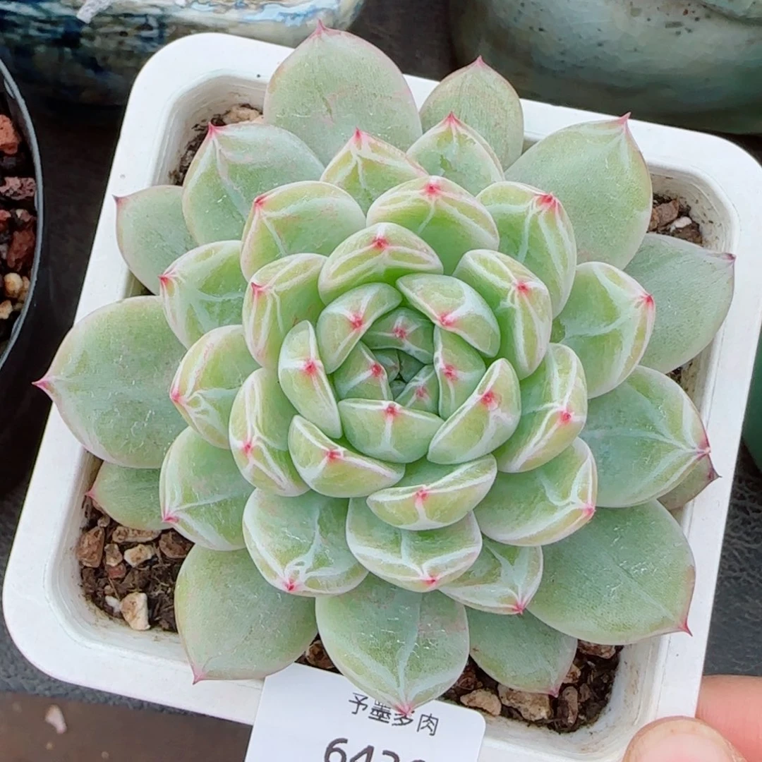 雪花珍妮，6436多肉植物