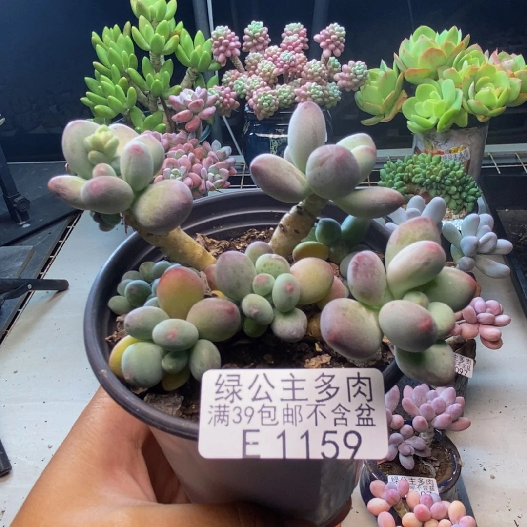159苹果奶多肉7c m