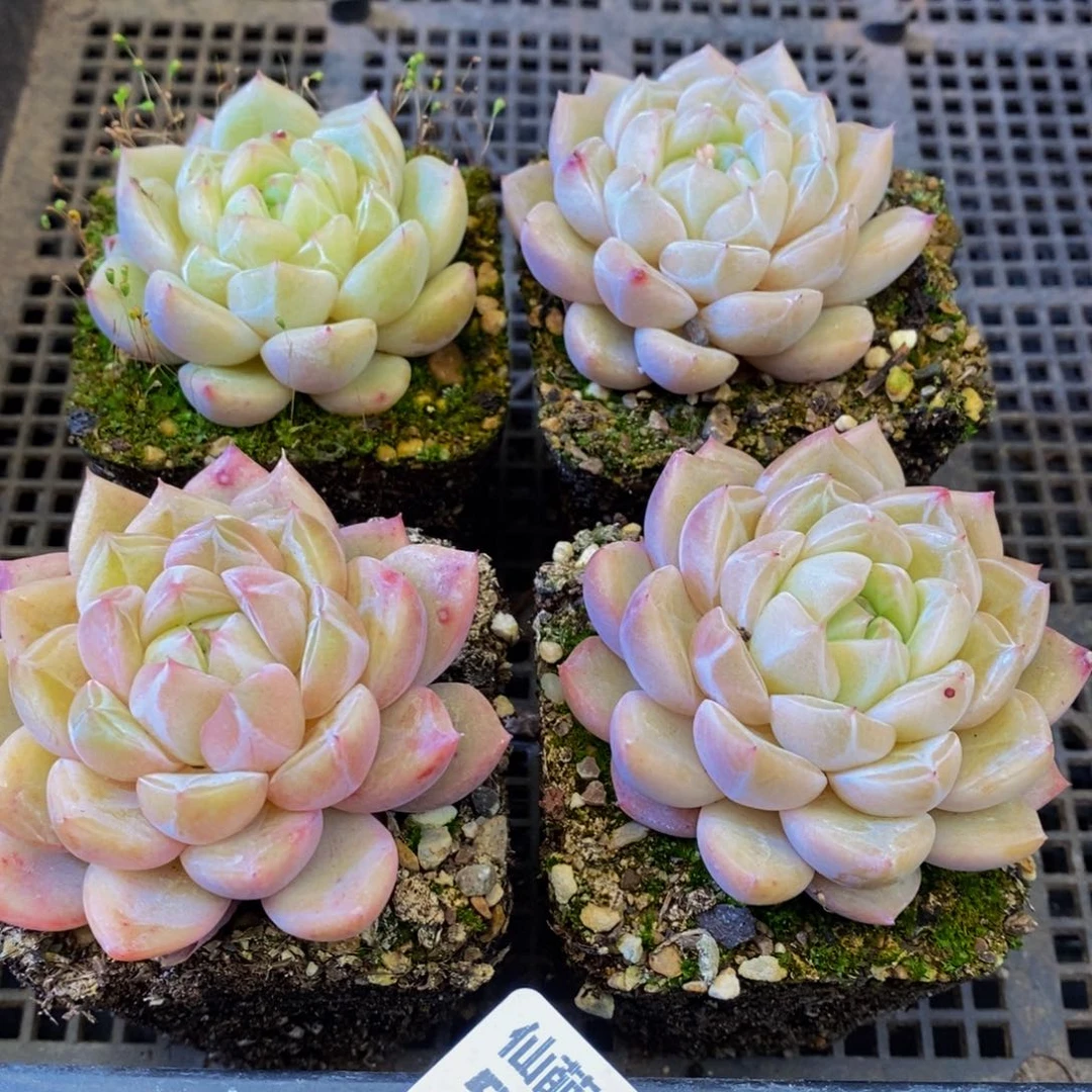 555多肉植物保护研究所所长助理研究员