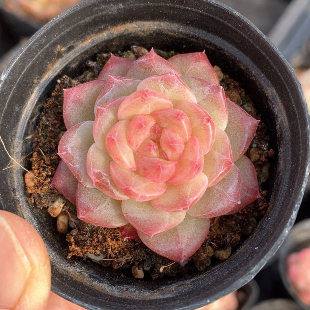 精品多肉一物一拍160