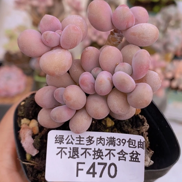 腰子桃蛋5cm470多肉植物