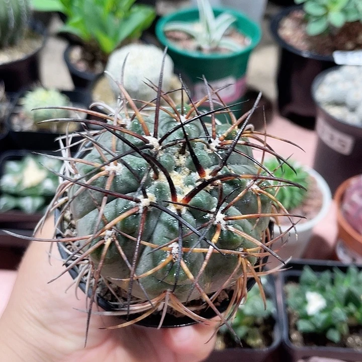 605浮力实生狂刺天平