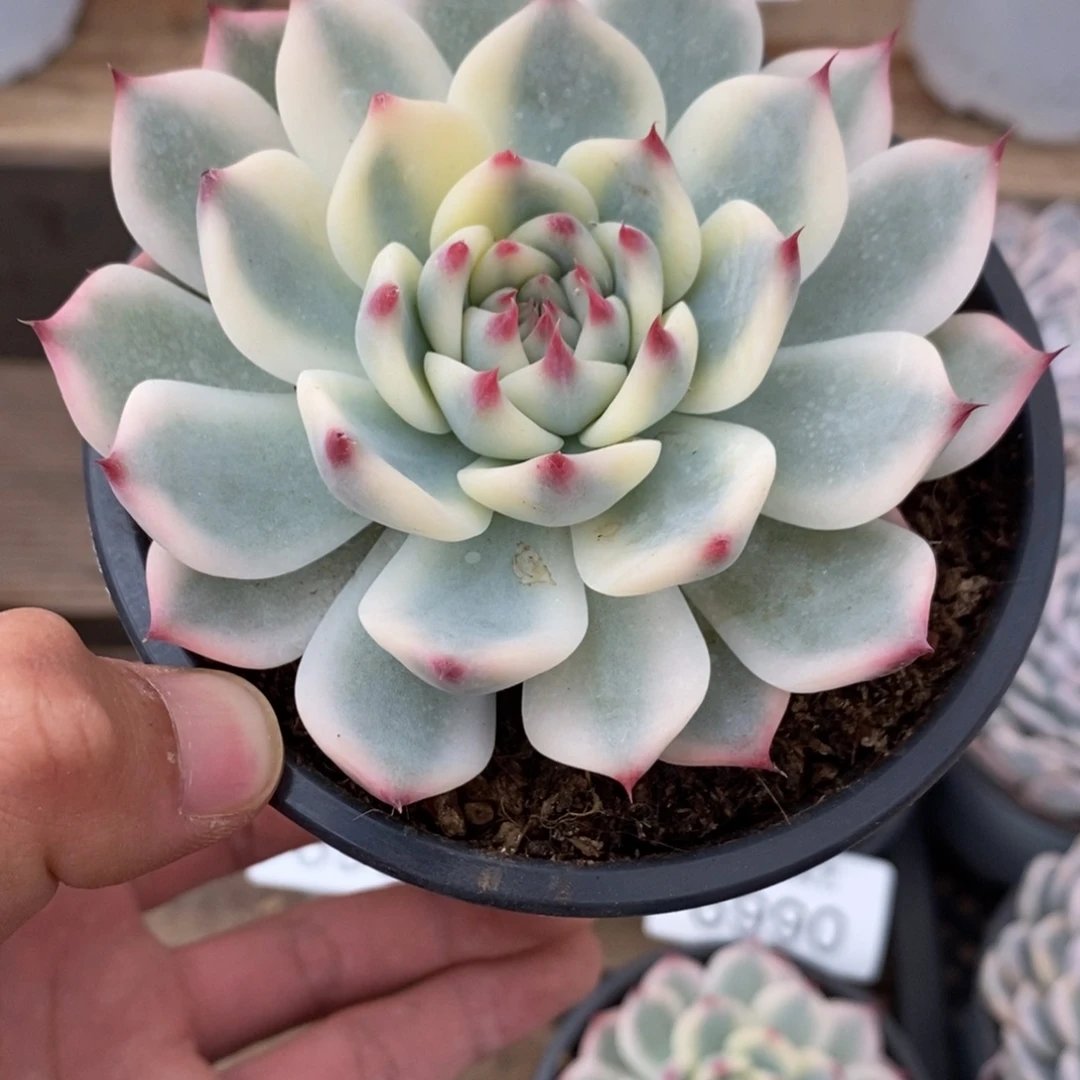 吉娃娃锦多肉植物6993