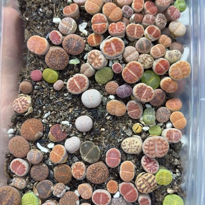 7060 生石花和肉锥