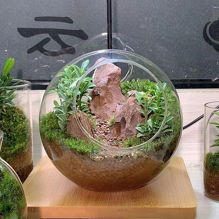 无花朵球形微景观