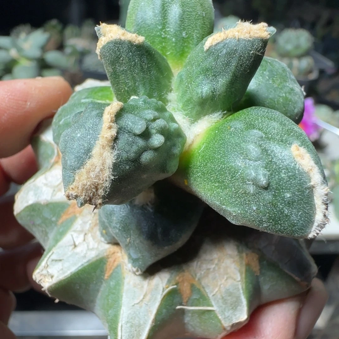 无花朵下播福利外星蛋怒786