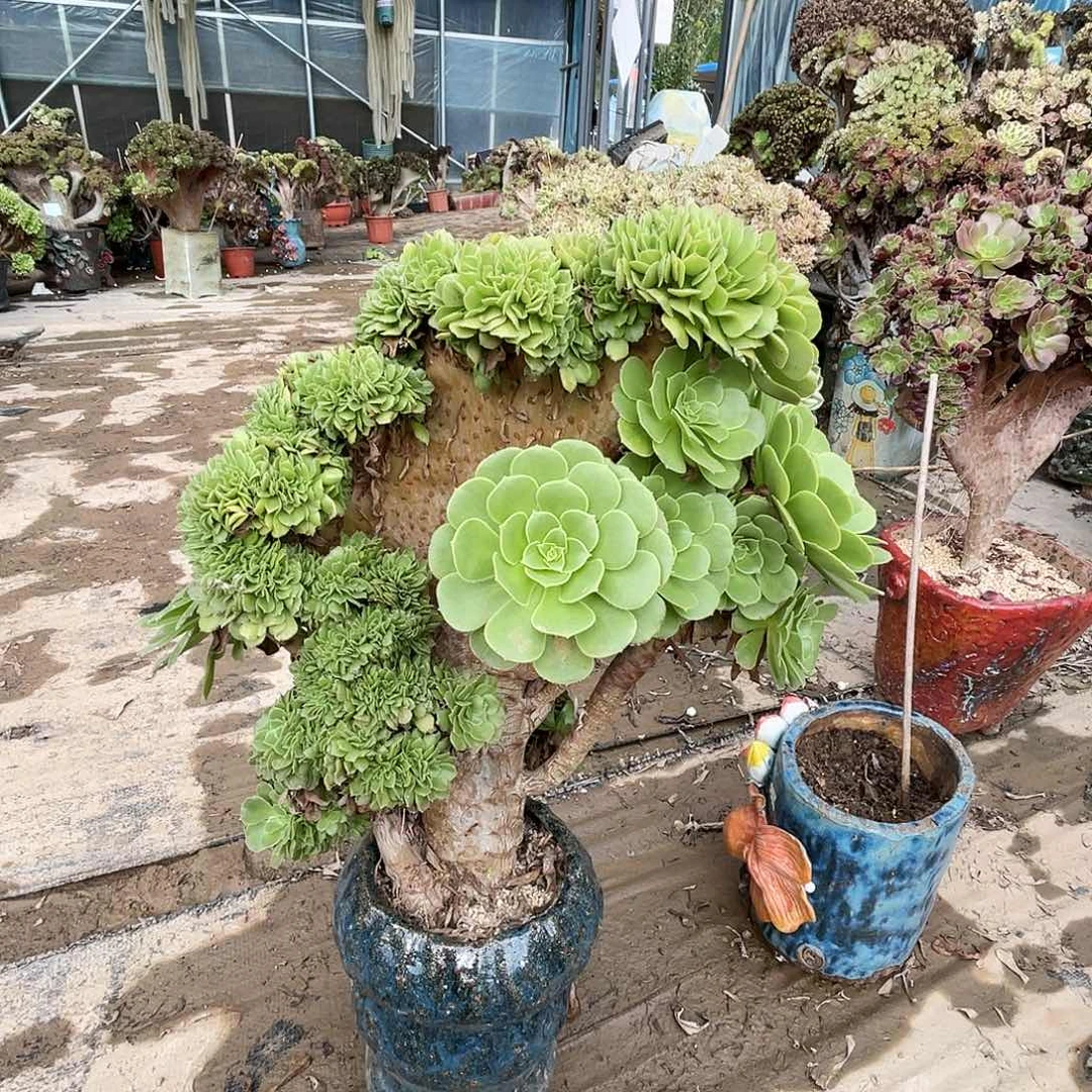 【闪购商品】全部花朵绿羊绒