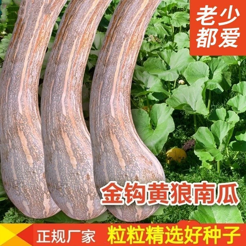 【金钩南瓜种籽】一包也包邮下单送肥料