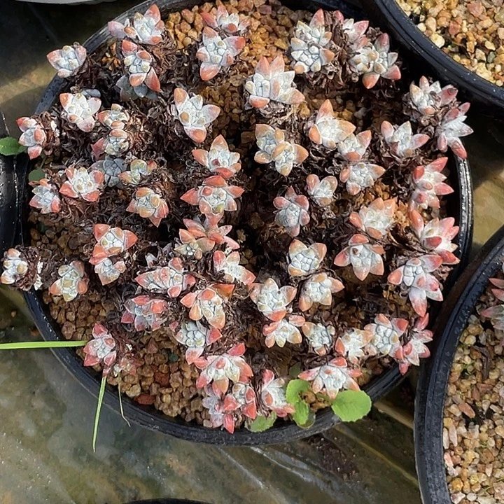 小鹿多肉一物一拍丸叶白菊