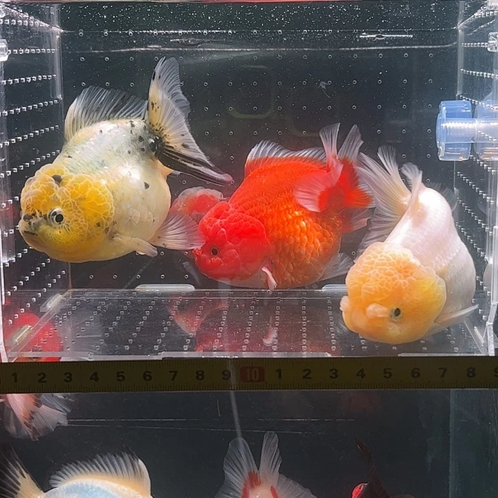 海水鱼三条小可爱哦