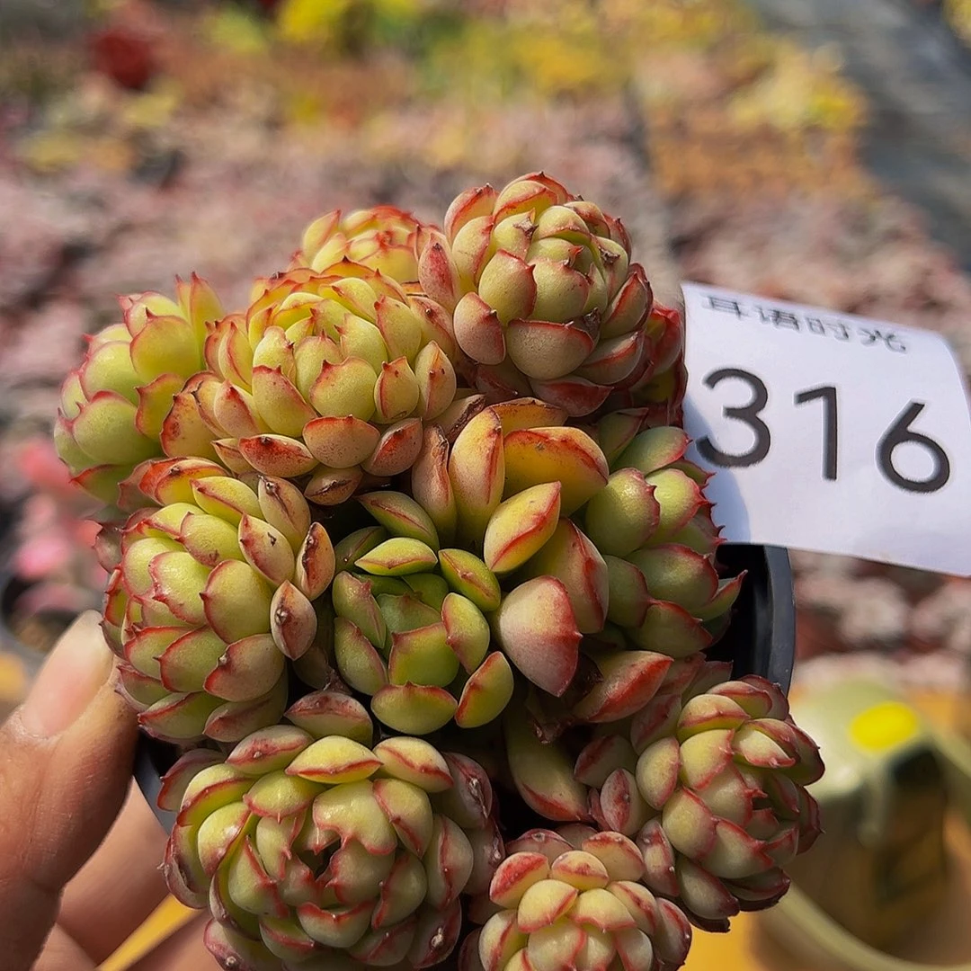 316，球、带盆带土发货