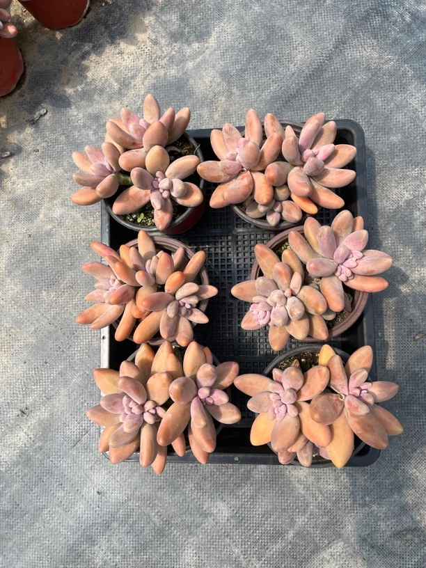 芒果手指/红手指