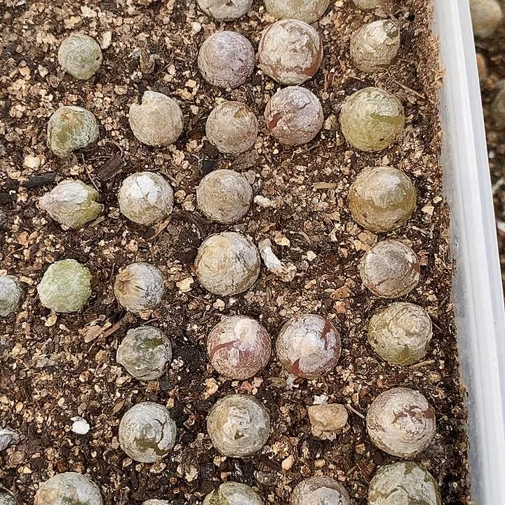 1257灯泡一盒一盒