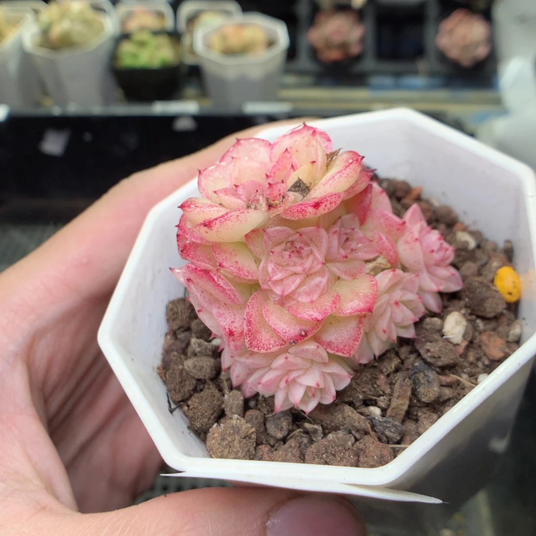 F64y y y y y y y y y y y y