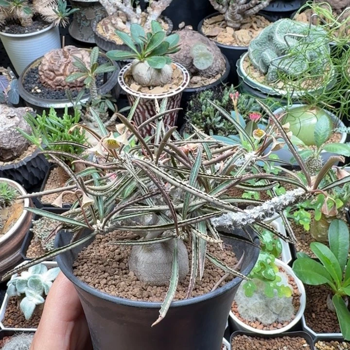 瓦莲大戟 311 仙人球