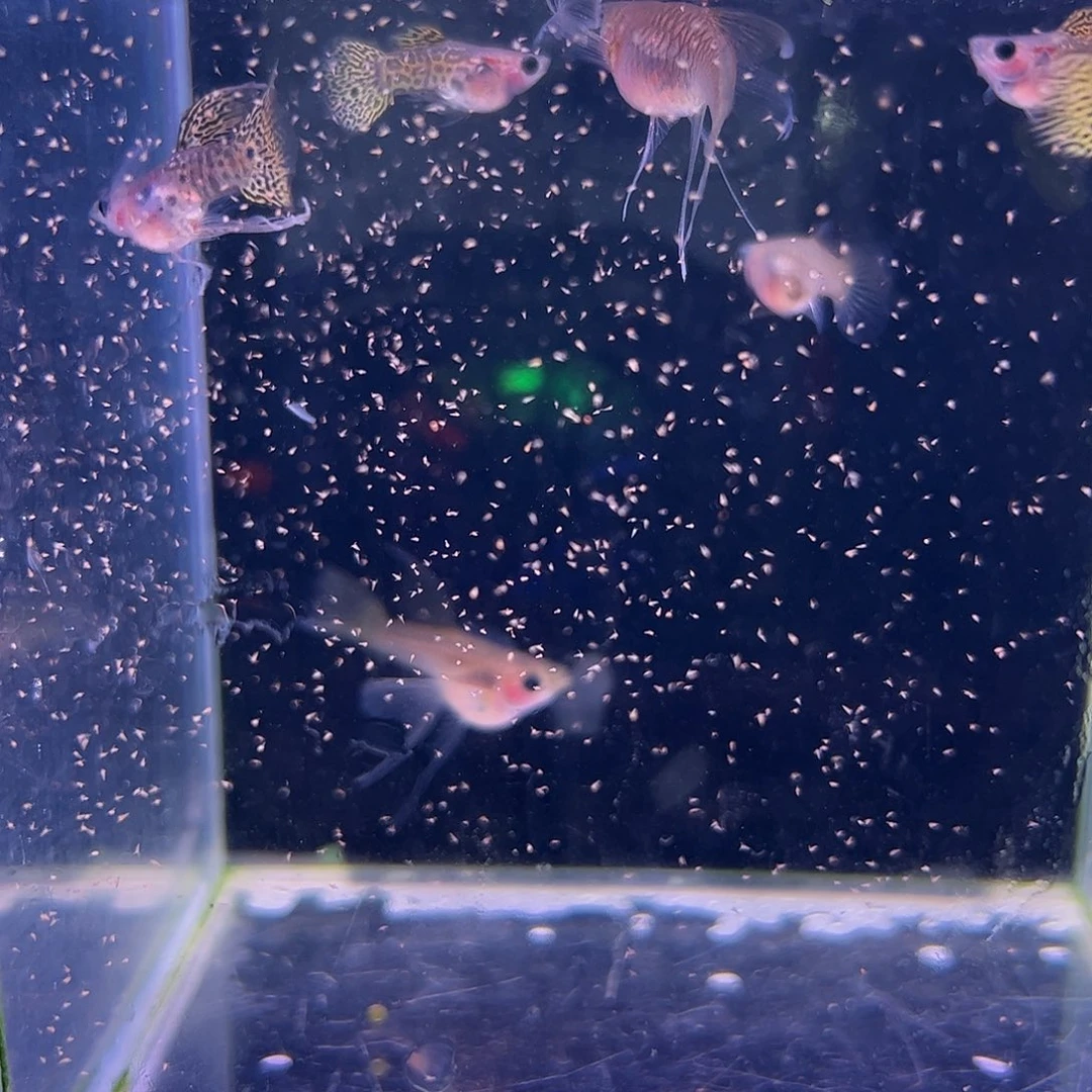孔雀鱼野生色黄蕾丝玻璃猫8条