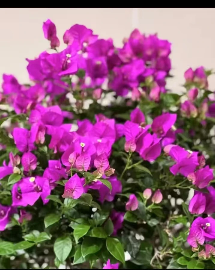 sanjiaomei/三角梅多色三角梅带护心土球修剪发货