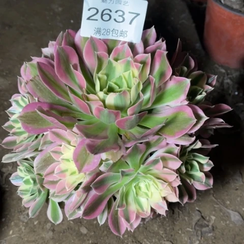 白凤多肉多肉2637