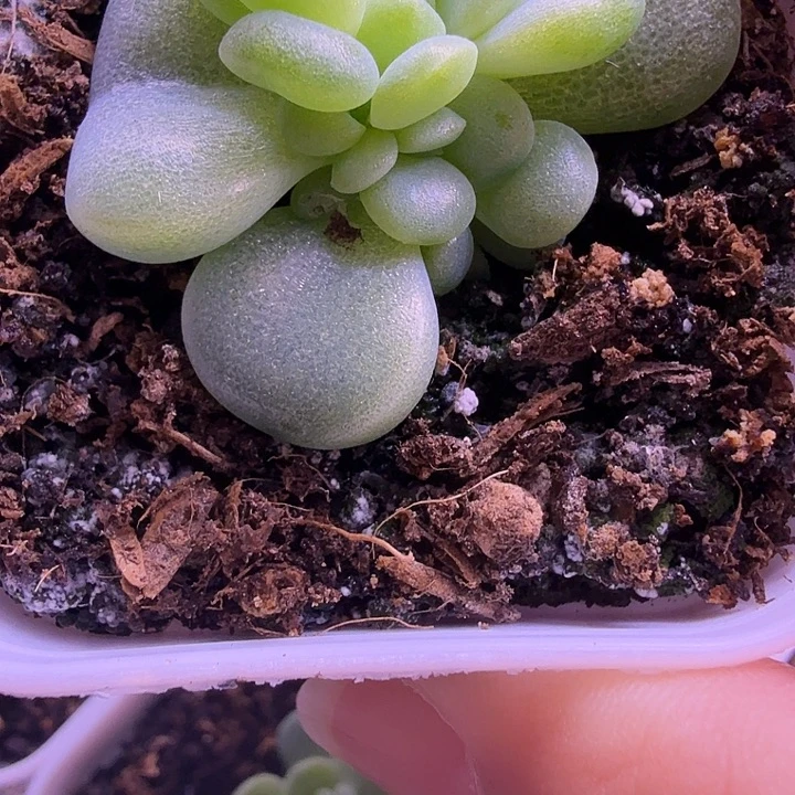 等***待甜言财富密码一物一拍