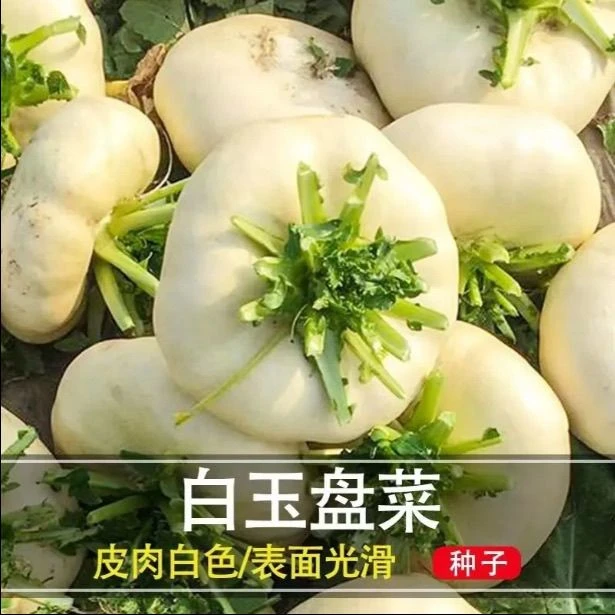 AA温州特产盘菜种籽白玉大盘菜头种子芥菜腌菜蔬菜种孑庭院种子