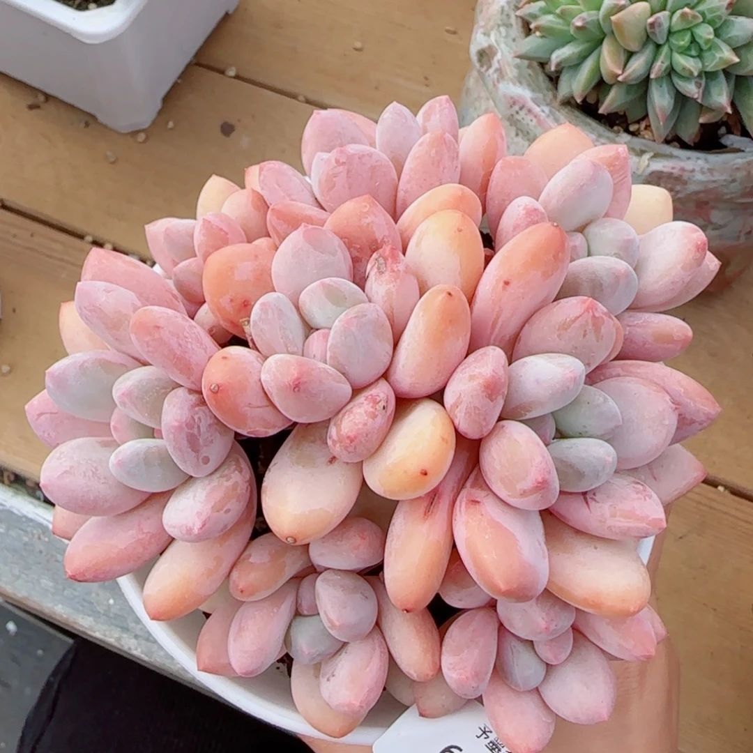 韩版香水无砍，6751多肉植物