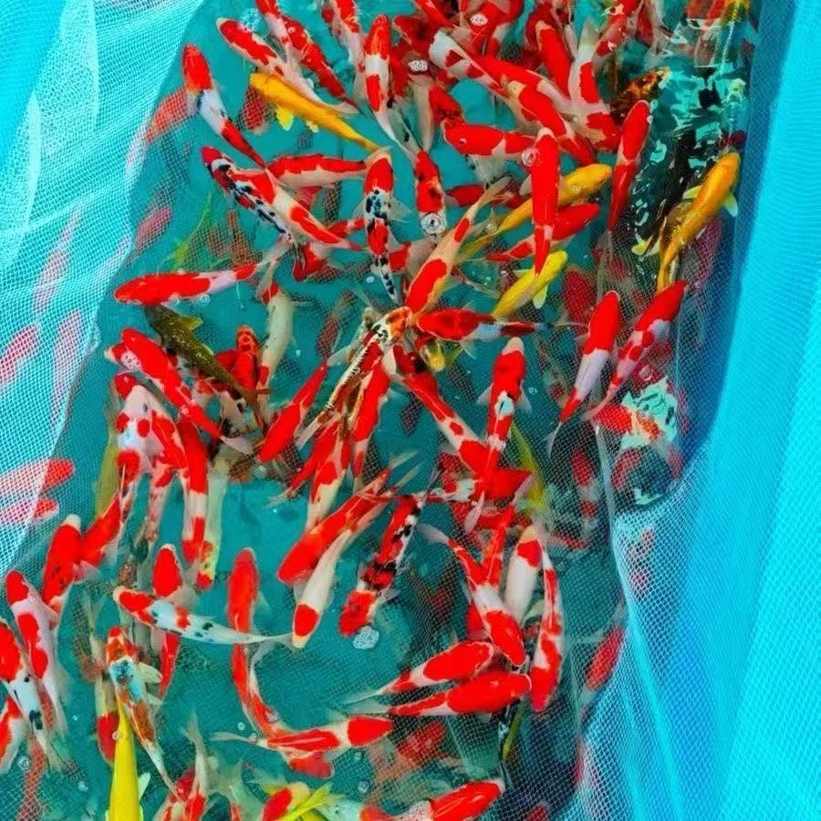 精品红白大正三色一尾