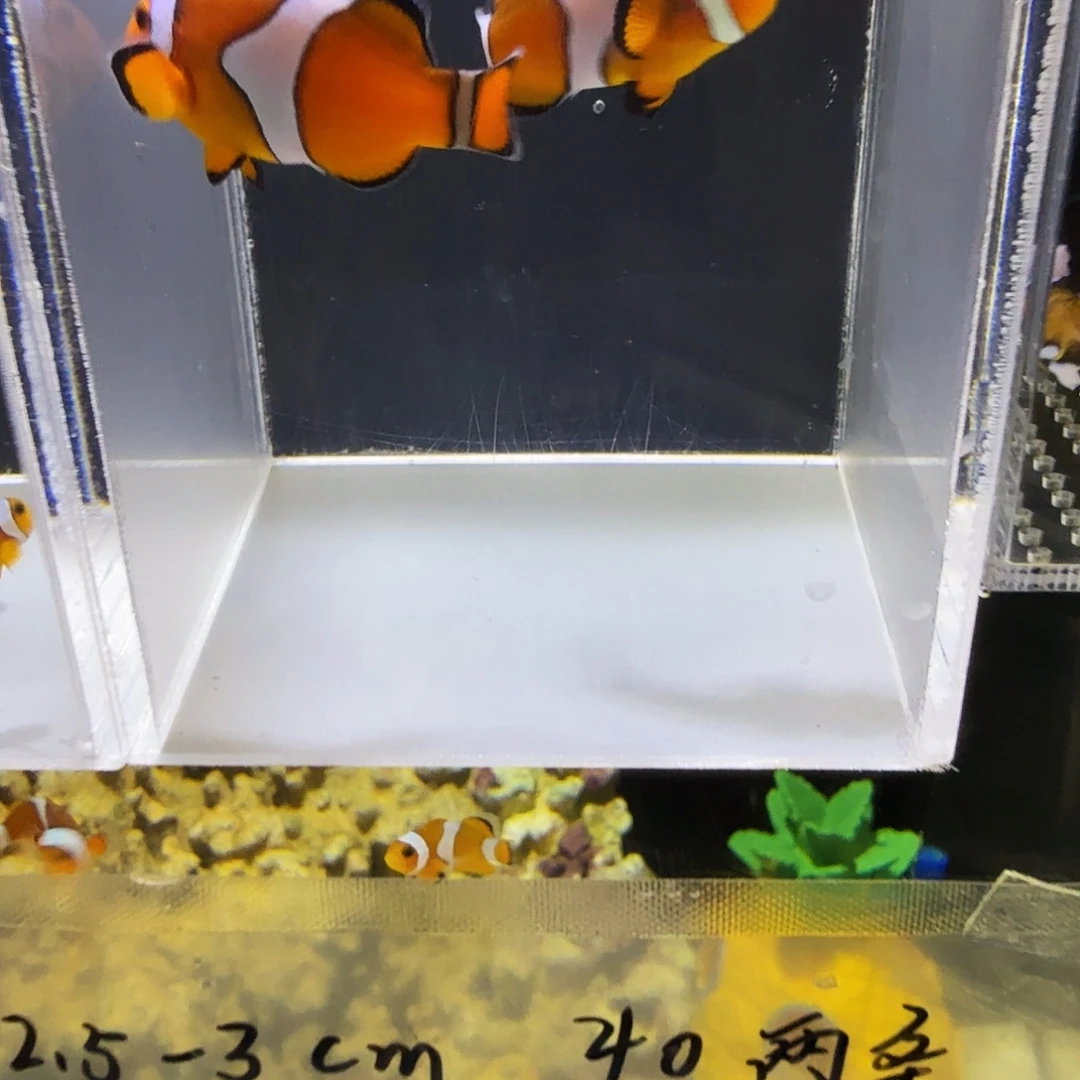 海水鱼6配5公子预备种鱼极品