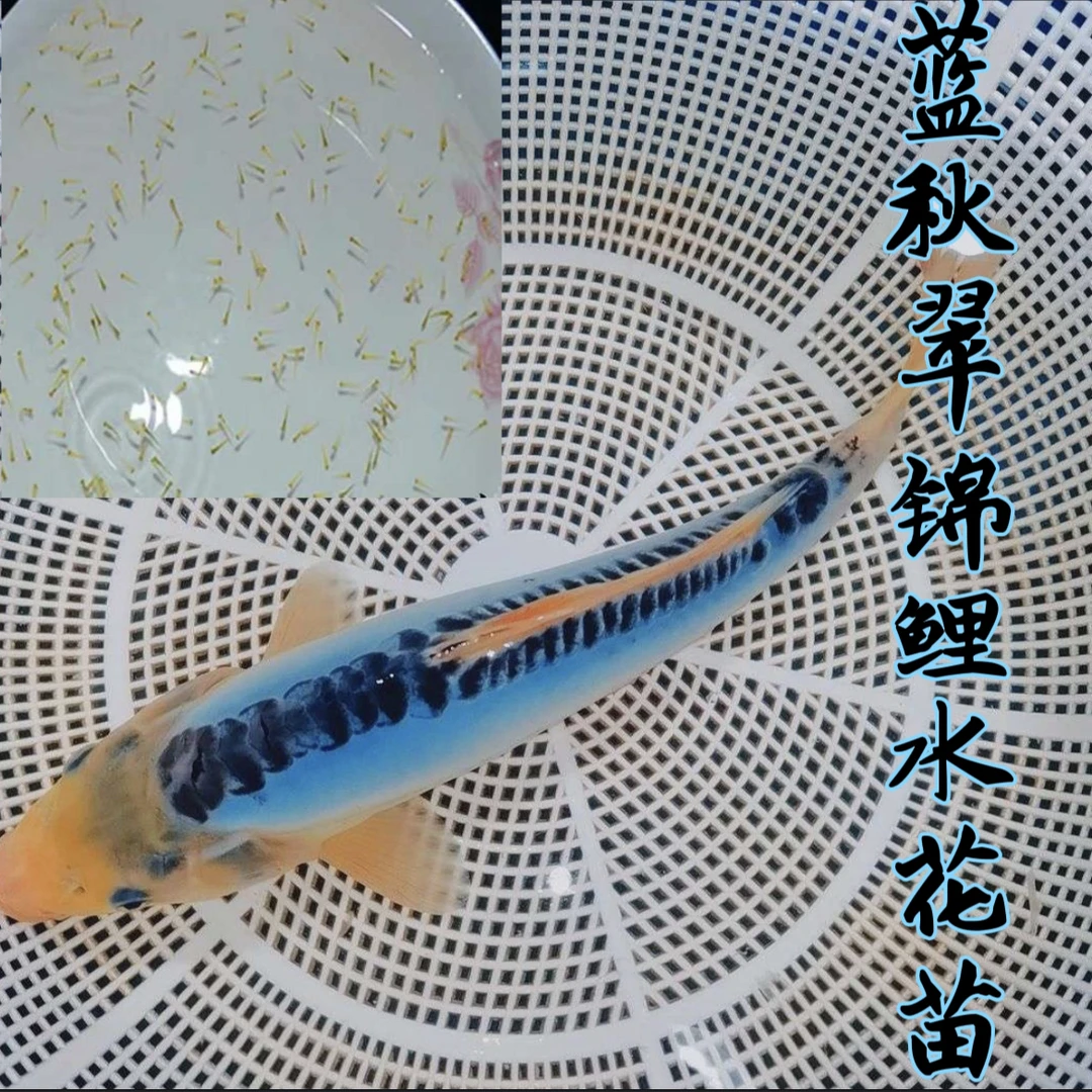 【精品蓝秋翠锦鲤】德系蓝色串钱鳞秋翠锦鲤观赏鱼好养招财水花