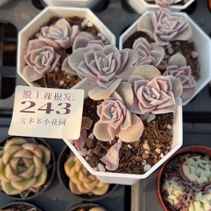 是****！可爱玫瑰群一颗量拍多肉满20包邮下午发