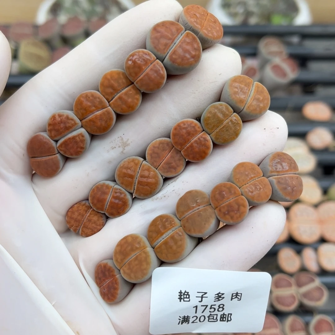 1758号一首冰城发货