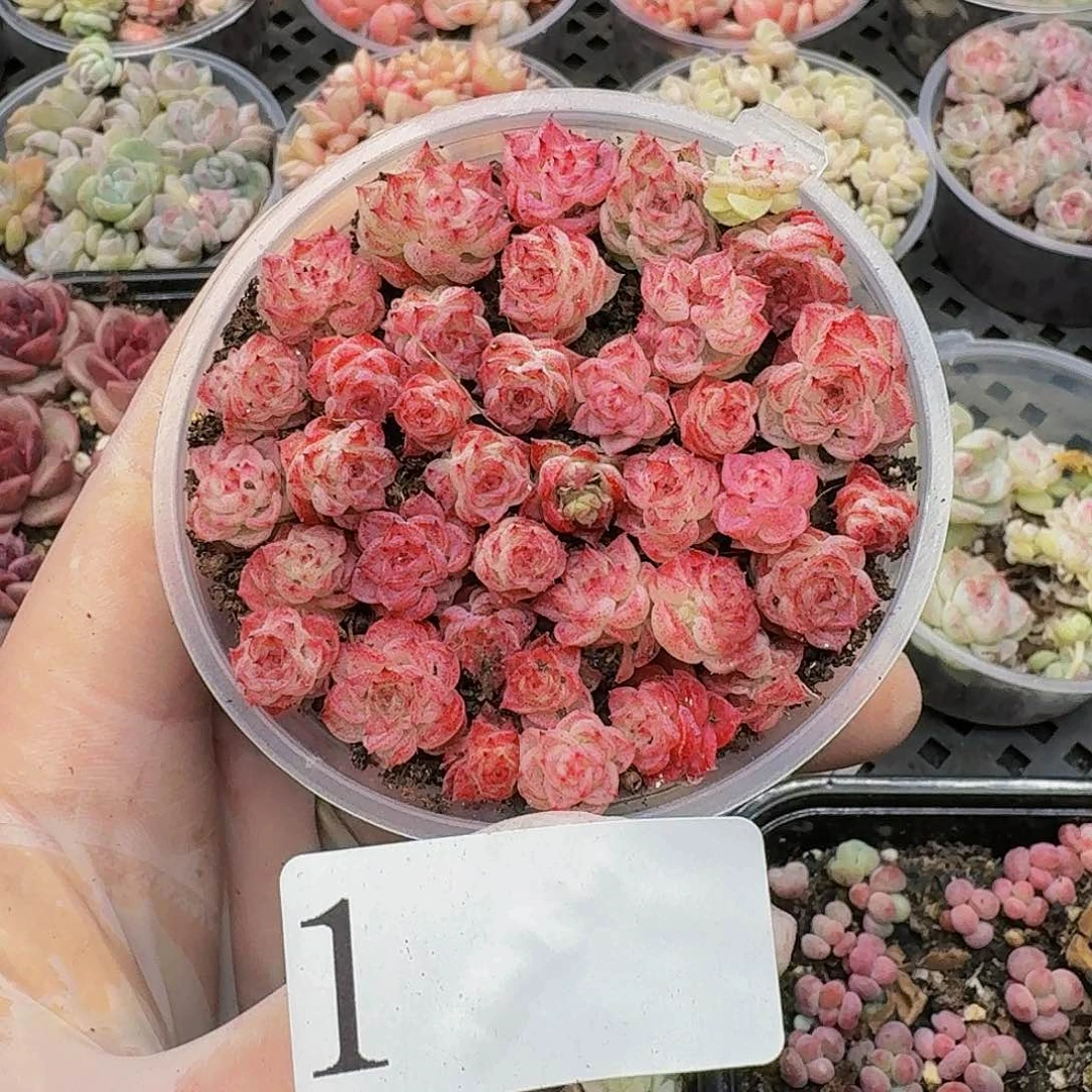 多肉植物多肉植物1