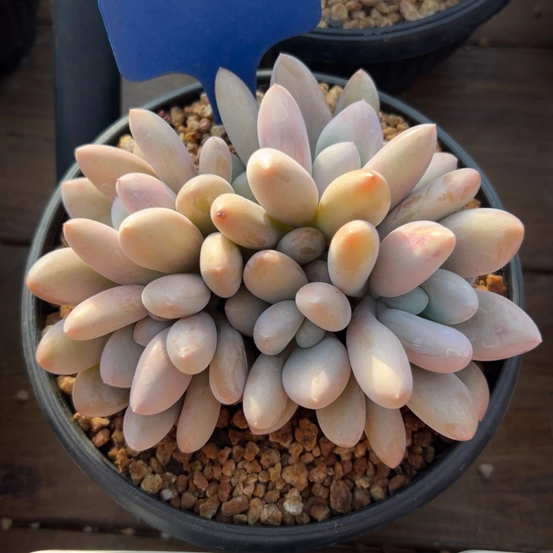 原始虞美人1111111111111111