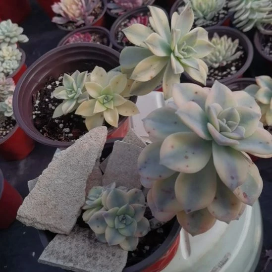 胧月白锦25元+紫乐白覆轮25元