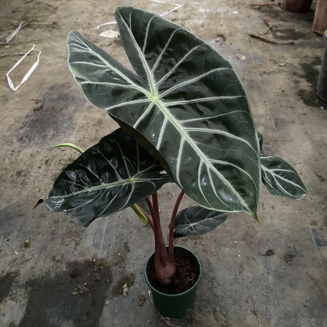 内罗毕粉龙龟背海芋Alocasia Pink Dr网红ins进口观叶植物