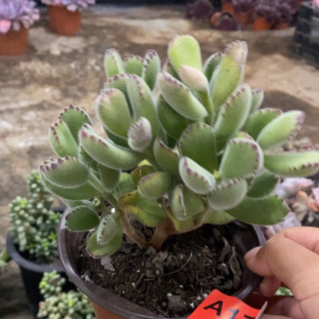 熊童子整桩整群老桩