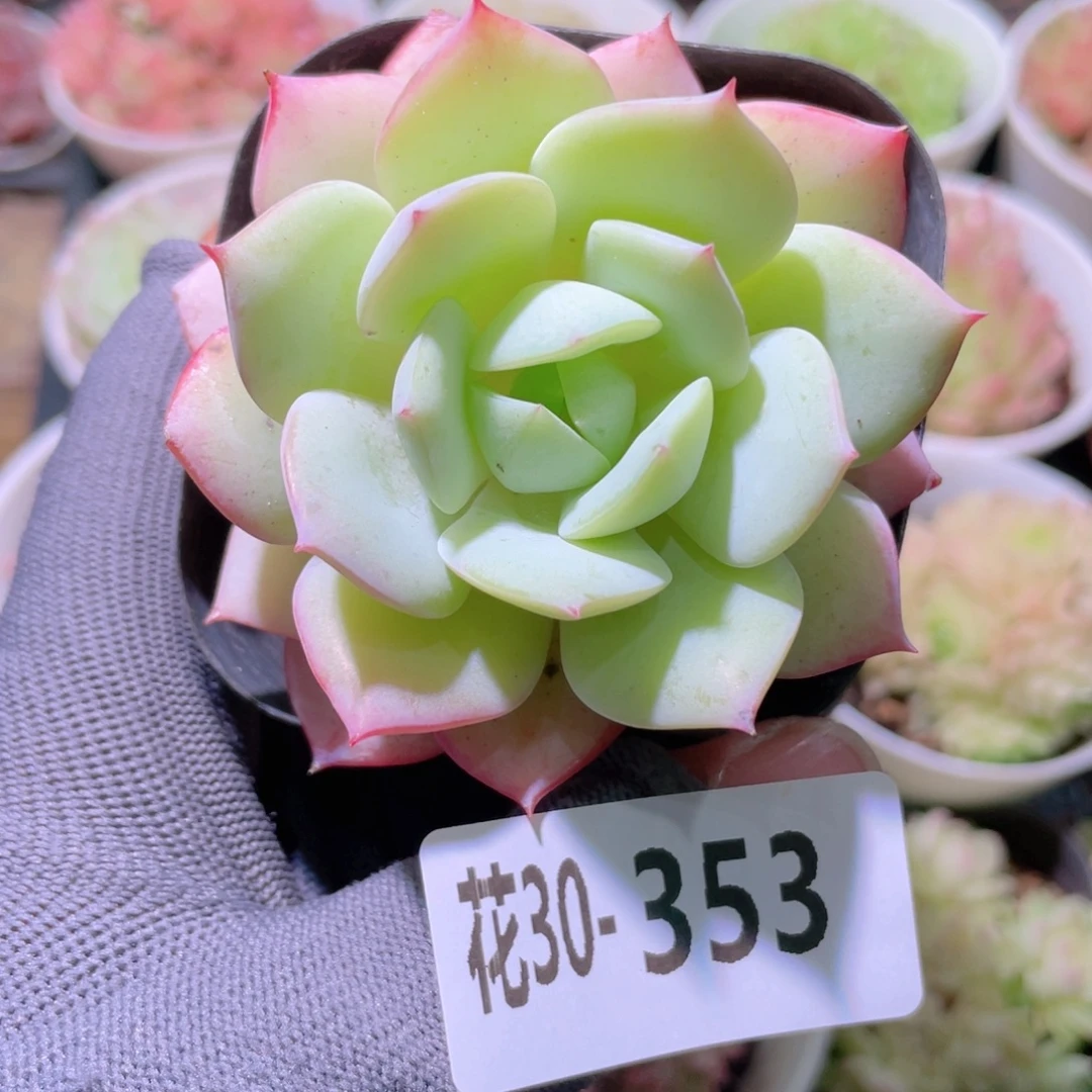 花利美30-353恋曲