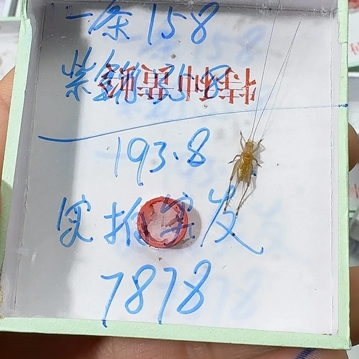 白***天蟋蟀22222222222222222