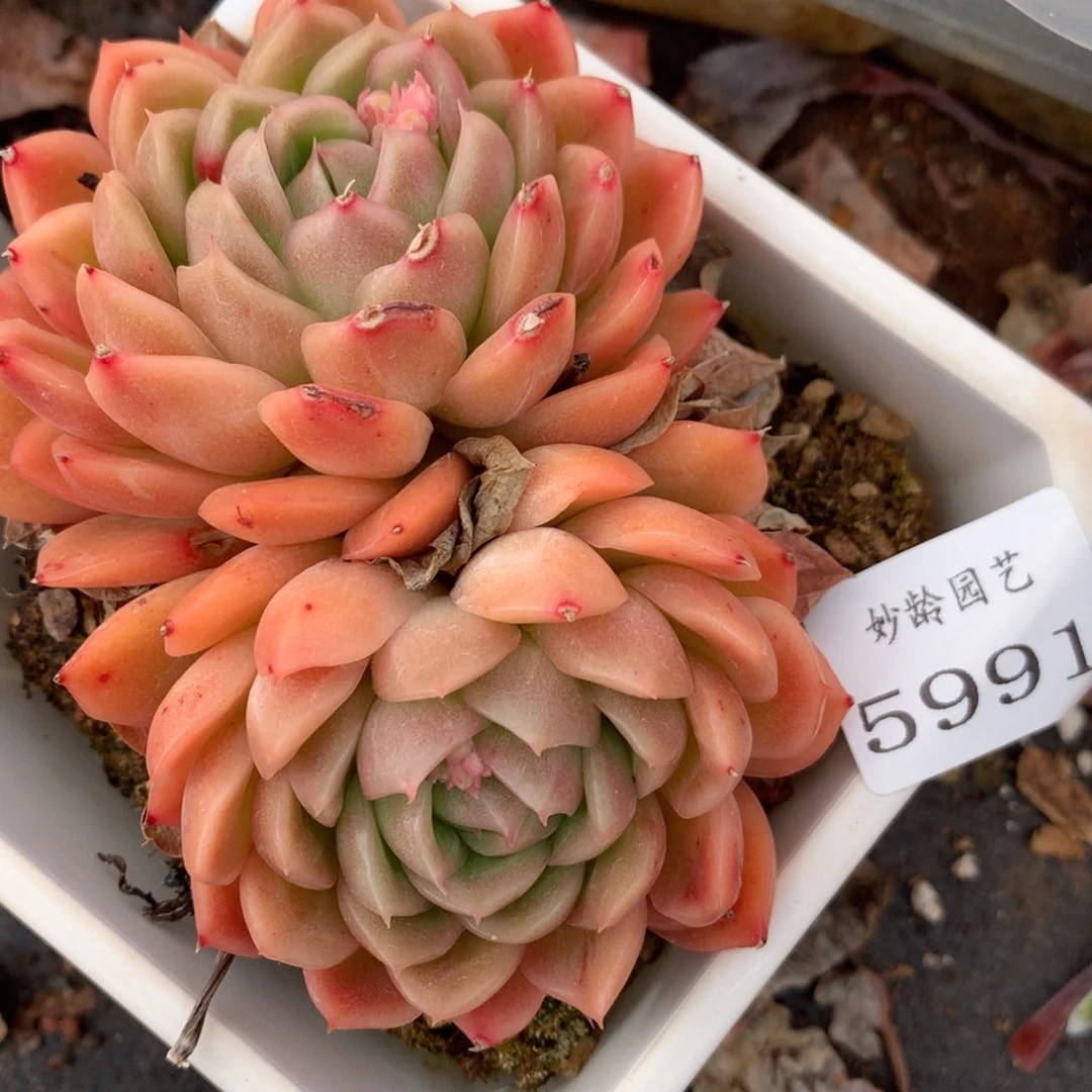 5991有叶伤杂交多肉