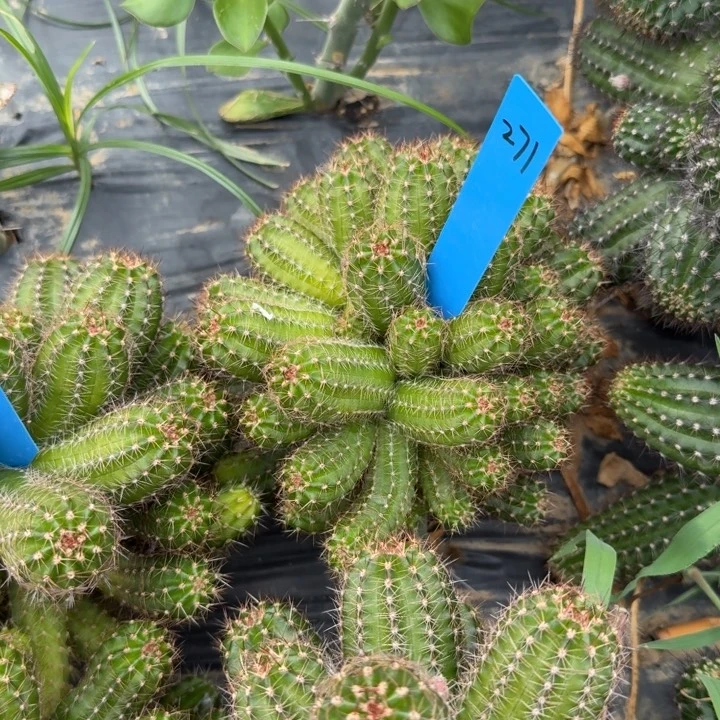 矮胖白檀482仙人掌271