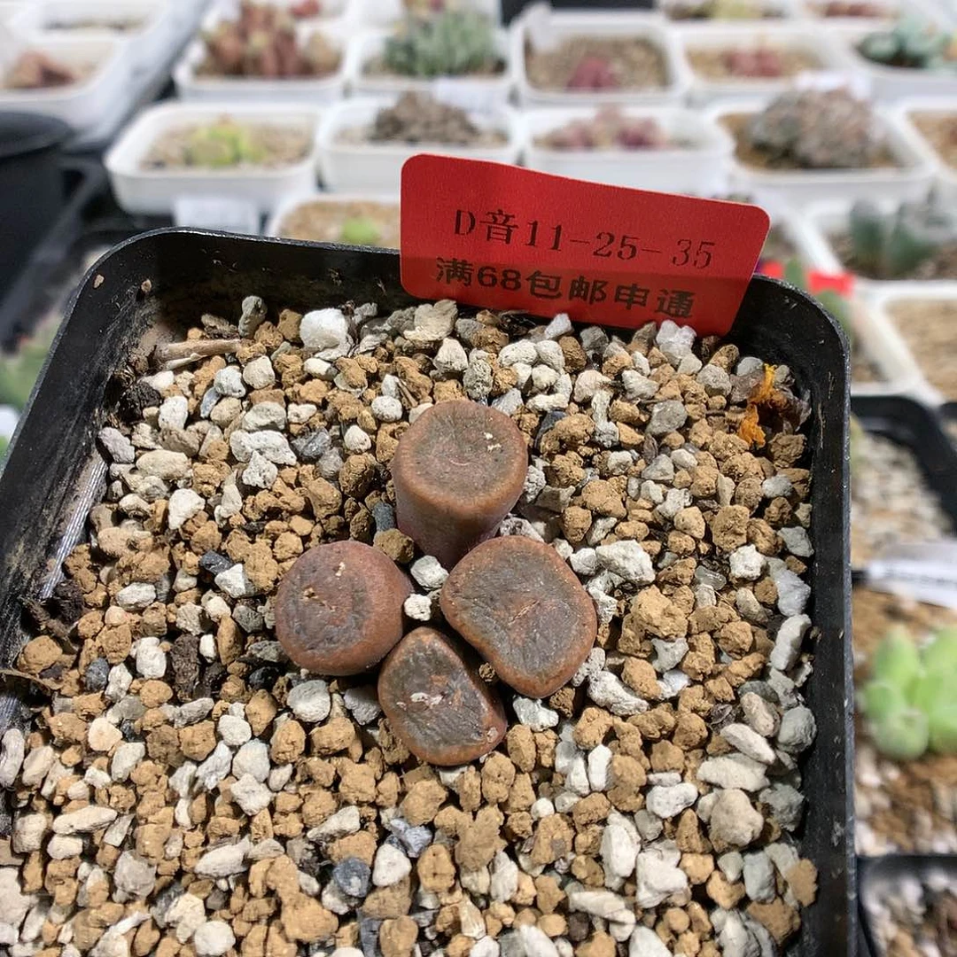 11-25-35      黄宝石