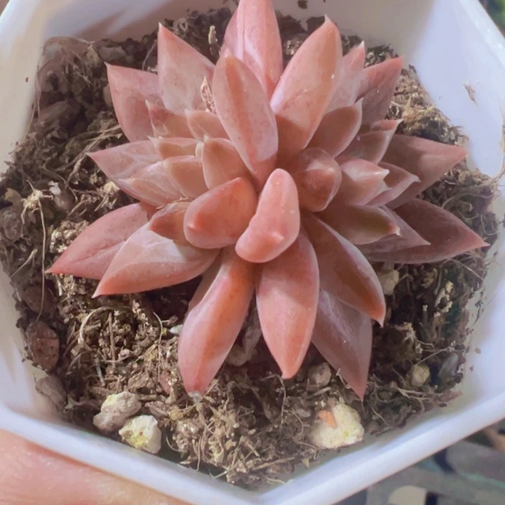 梵高精品多肉植物