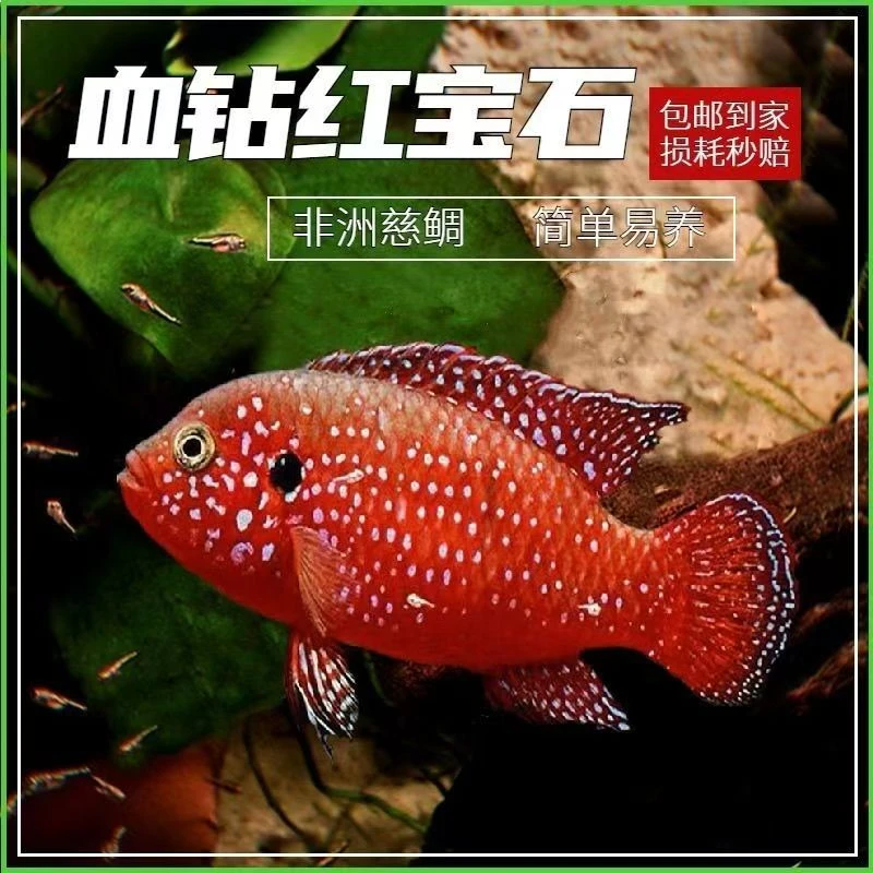 【包活7天】血钻红宝石鱼网红招财红色热带鱼活淡水观赏鱼红宝石鱼