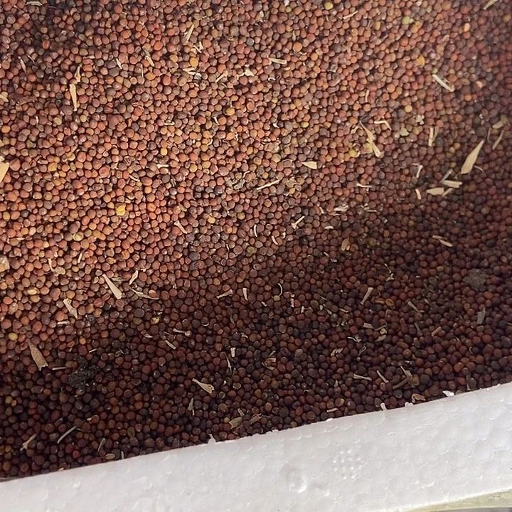 羽衣甘蓝种子1200混色