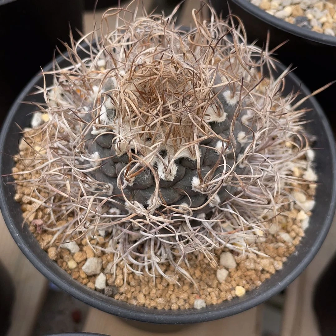 仙人球老娇丽实生5.7厘米