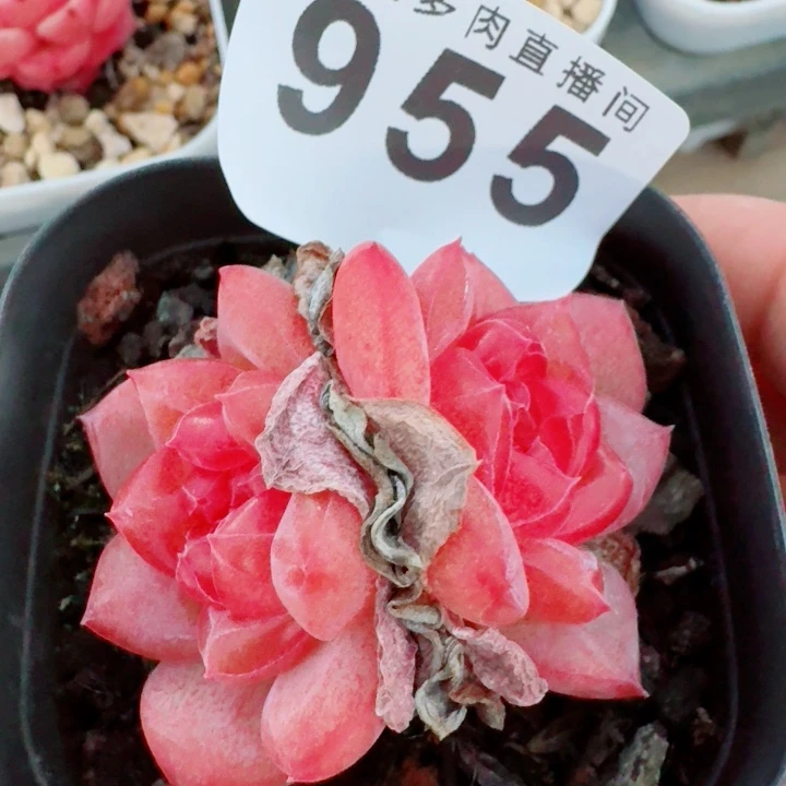 灯芯琥珀           精美多肉