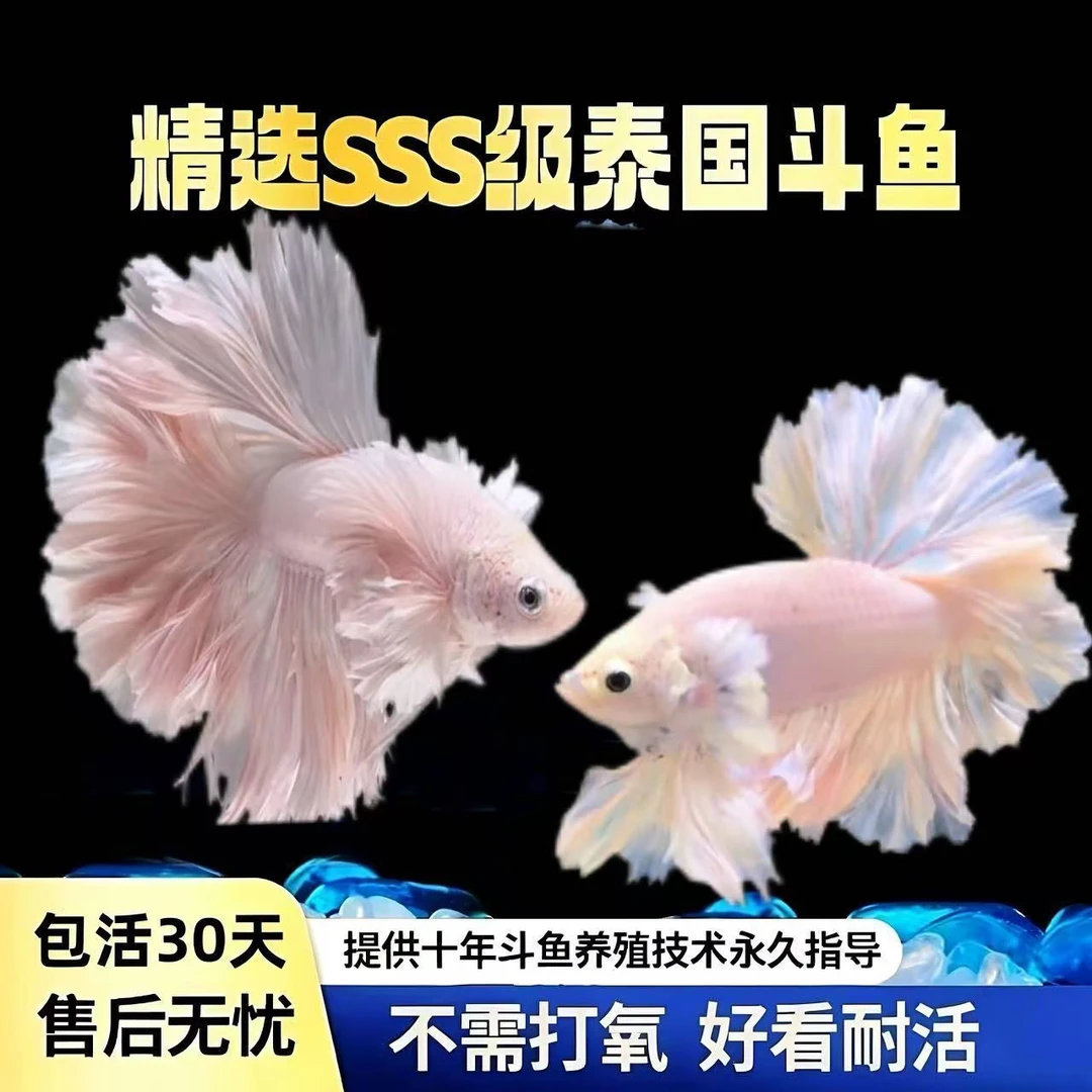 泰国斗鱼仙女白婚纱半月懒人网红热带观赏鱼宠物耐活